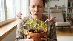 Sie haben eine schöne Blume gekauft – und nach einer Woche verwelkt sie? Was wirklich passiert