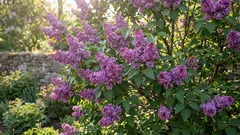 Ist es möglich, Flieder abzubrechen – und führt dies tatsächlich zu einer üppigeren Blüte?