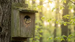 Wir wollten den Vögeln helfen, aber das Gegenteil ist eingetreten: Die gefährlichsten Fehler beim Bau eines Vogelhäuschens