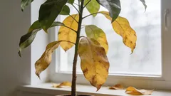 Warum verliert die Pflanze ihre Blätter? So finden Sie in nur einer Minute die wahre Ursache heraus